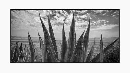 View of the Sea of Galilee behind a cactus tree in Capernaum. Israel 2012 © Motty Levy von Motty Levy, Fotografie kaufen auf Singulart