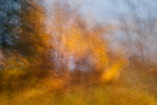 Glowing woods. Canada 2024 © Motty Levy di Motty Levy, Fotografia in vendita su Singulart