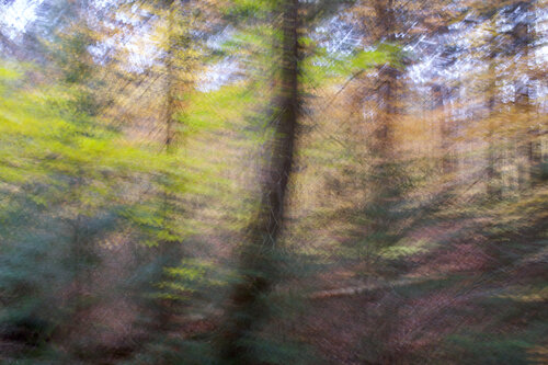 Shudder forest. Ontario Canada 2017 © Motty Levy par Motty Levy, Photographie en vente sur Singulart
