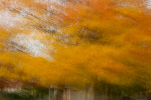 Glowing Woods  II .  Canada 2024 © Motty Levy par Motty Levy, Photographie en vente sur Singulart