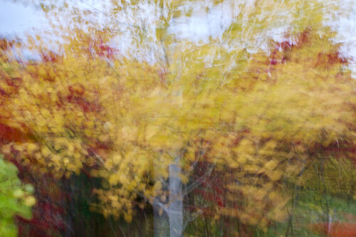 Glowing woods II. Canada 2022 © Motty Levy par Motty Levy, Photographie en vente sur Singulart