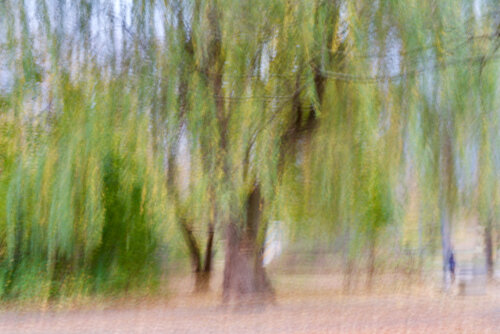 Fall in motion. Canada 2024 © Motty Levy par Motty Levy, Photographie en vente sur Singulart