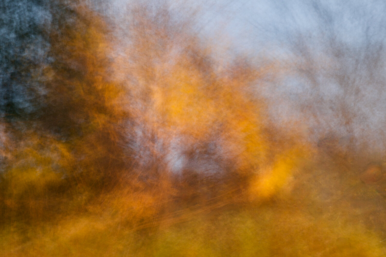 Glowing woods. Canada 2024 © Motty Levy Motty Levy