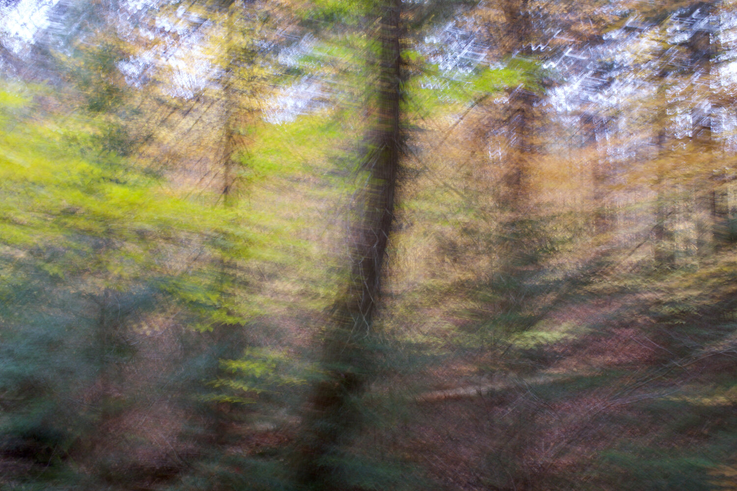 Shudder forest. Ontario Canada 2017 © Motty Levy Motty Levy Photographie à vendre