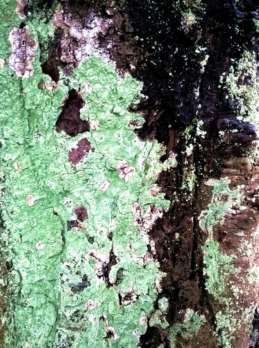 LIVING TREES 1 von Jutta Leitner, Fotografie kaufen auf Singulart