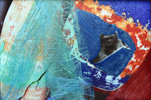 MARITIM Plastikflut vs. Rochen di Jutta Leitner, Fotografia in vendita su Singulart