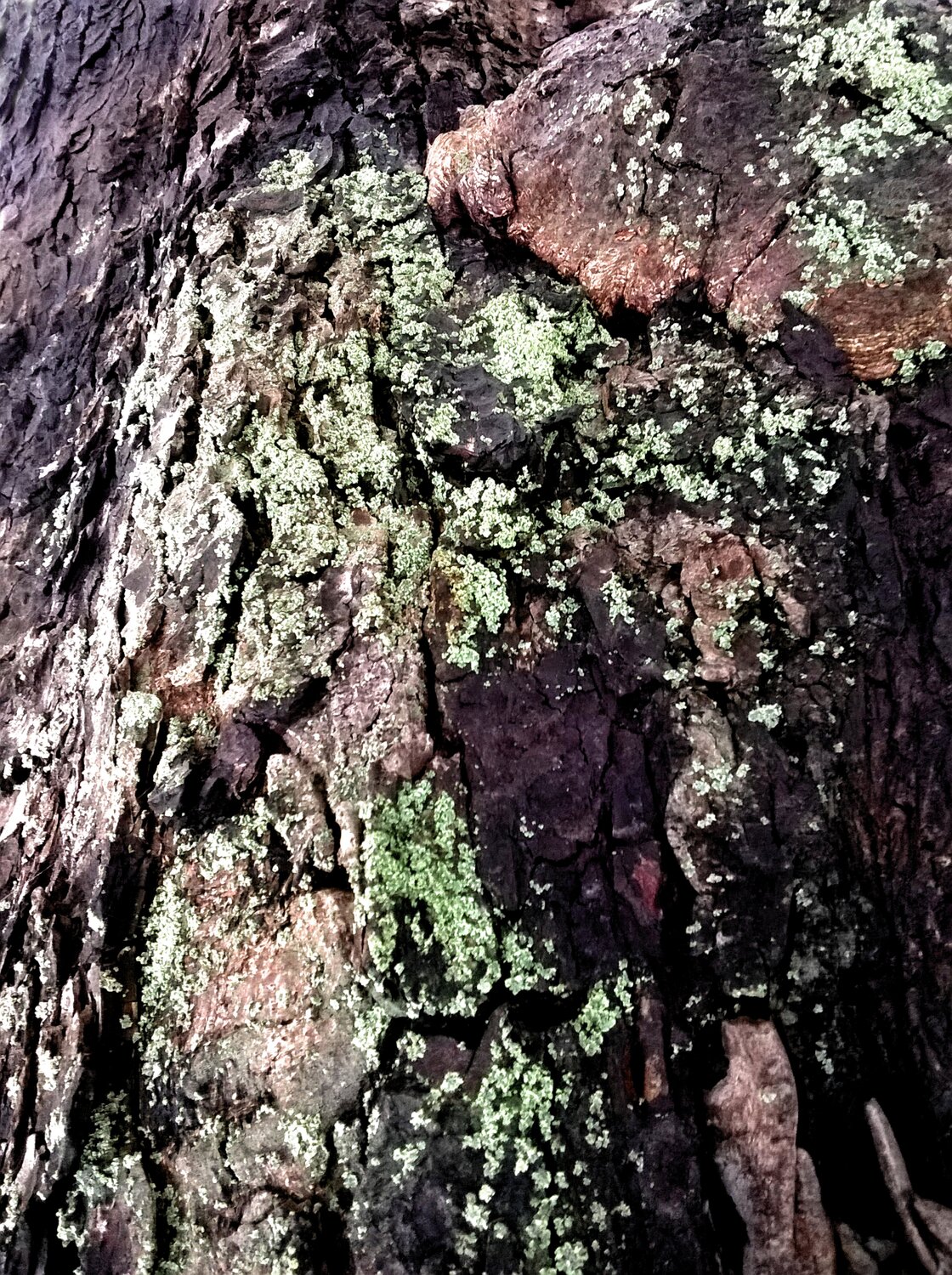 LIVING TREES 3 Jutta Leitner
