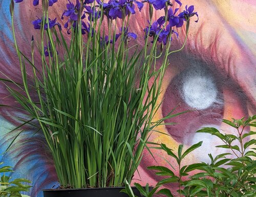 New York - Purple Gaze de Aby Golden Lady B, Fotografía a la venta en Singulart