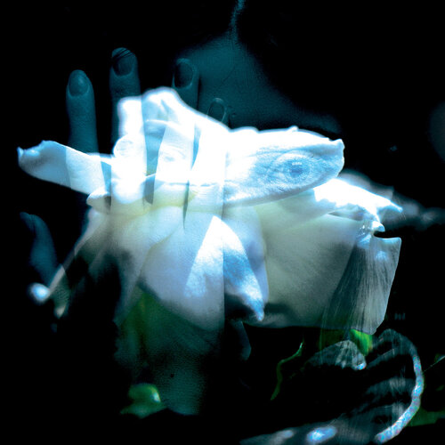 Transparence — Floral onirique bleu von Eric Koninckx, Fotografie kaufen auf Singulart