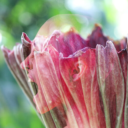 Corolle en tempête von Eric Koninckx, Fotografie kaufen auf Singulart