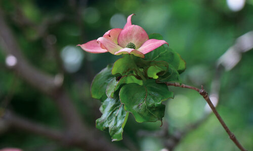 Fragile et forte von Eric Koninckx, Fotografie kaufen auf Singulart