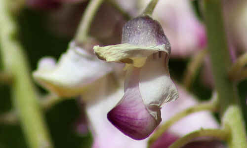 Discrète présence von Eric Koninckx, Fotografie kaufen auf Singulart