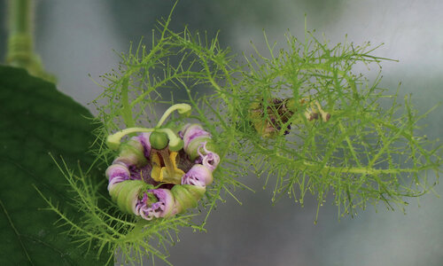 Mystère tranquille van Eric Koninckx, Fotografie te koop op Singulart