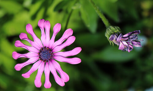 Me déployer di Eric Koninckx, Fotografia in vendita su Singulart