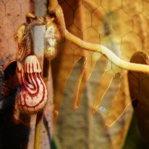 Fleur captive — Portrait féminin di Eric Koninckx, Fotografia in vendita su Singulart