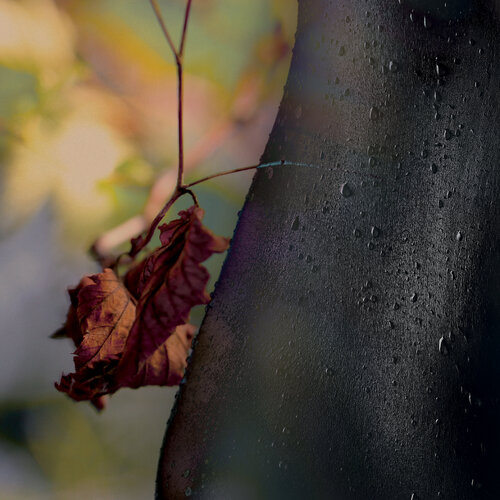 Corps d’automne — Portrait féminin von Eric Koninckx, Fotografie kaufen auf Singulart