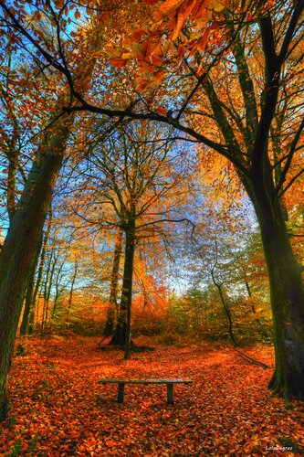 Le banc sous l'automne ( FORET HESDIN HAUT DE FRANCE 62) par Laura Gressier, Photographie en vente sur Singulart