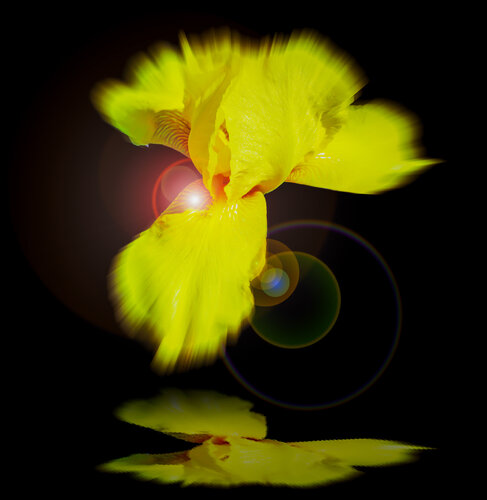 Lilie mal anders di Walter Zettl, Digitale in vendita su Singulart