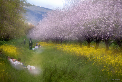 Breakfast in the Meadow par Dubi Roman, Photographie en vente sur Singulart