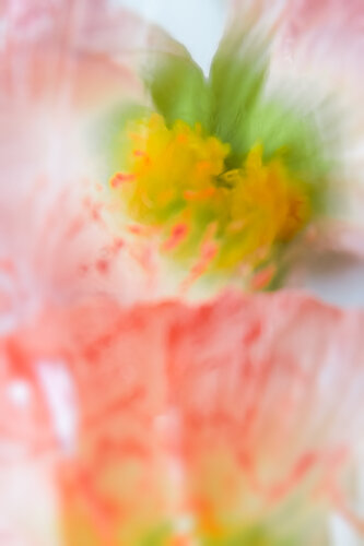 For the love of Flora di Jo Kemp, Fotografia in vendita su Singulart