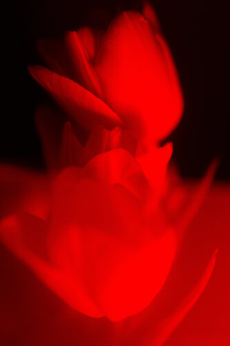 Emergence di Jo Kemp, Fotografia in vendita su Singulart