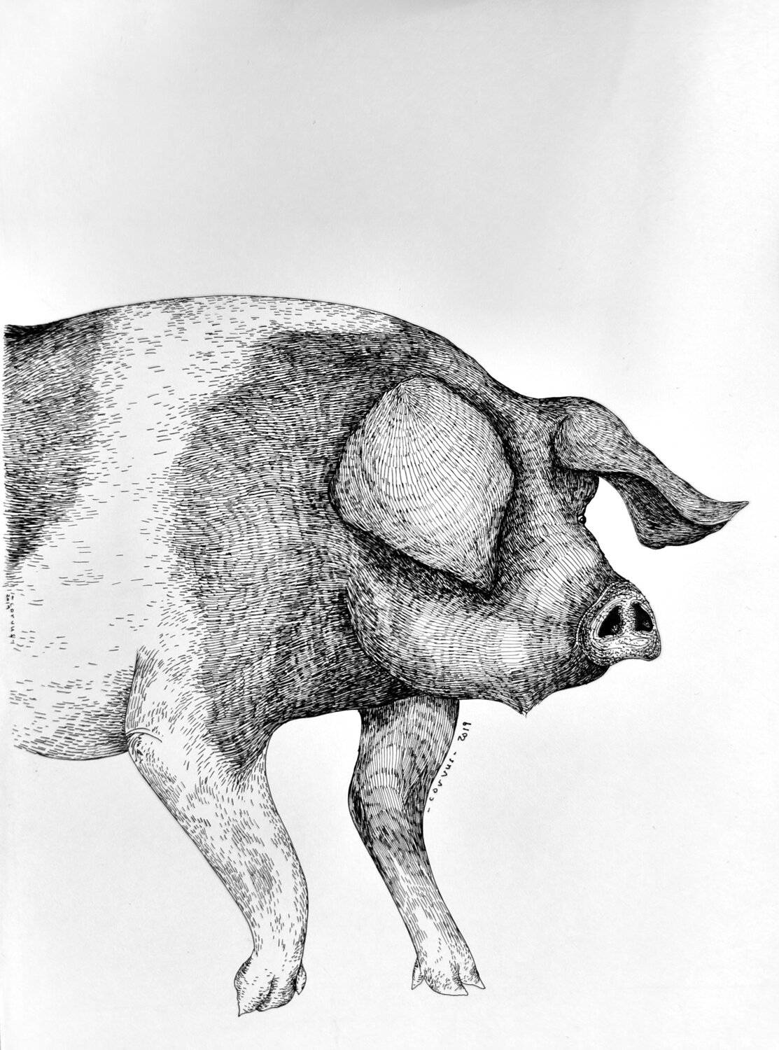 Le Cochon La Baleine & La Corneille . Drawing for sale