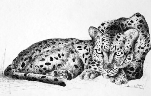 Panthère allongée de Annabel Klein, Dibujo a la venta en Singulart