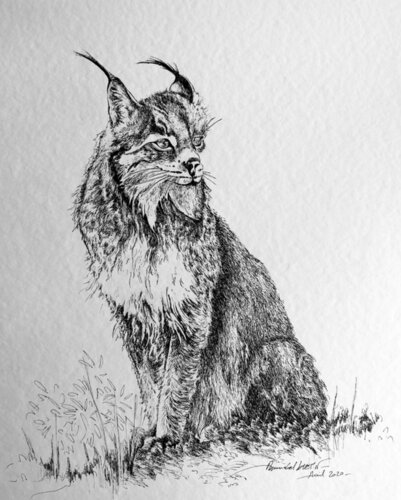 Lynx de Annabel Klein, Dibujo a la venta en Singulart