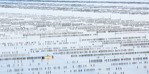 champs marins 5 by Francis Leroy, 写真 for Sale on Singulart