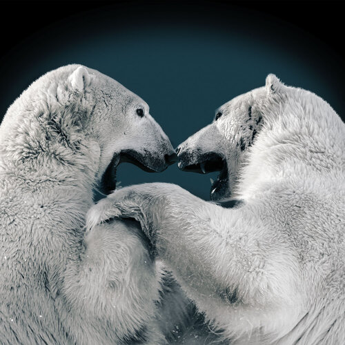 L' AME ANIMALE: Les derniers géants d'arctique. by Alain Ernoult, Photography for Sale on Singulart