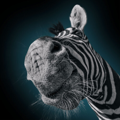 L' AME ANIMALE : Contact sauvage di Alain Ernoult, Fotografia in vendita su Singulart