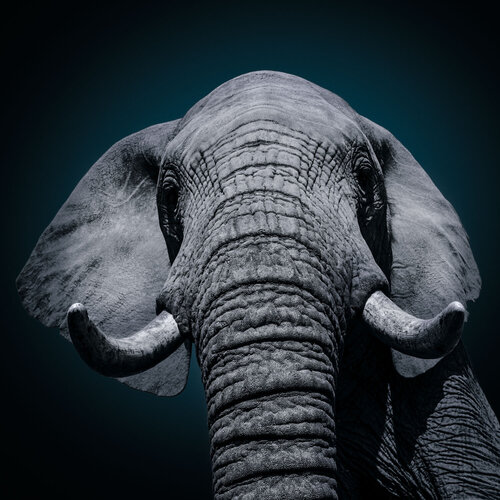 L' AME ANIMAL : Connection di Alain Ernoult, Fotografia in vendita su Singulart