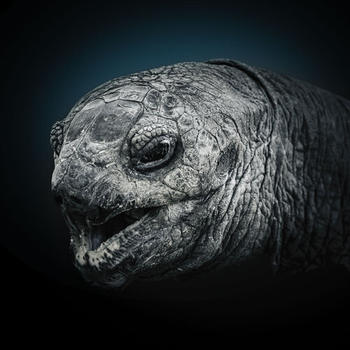 L' AME ANIMAL : Émotion brute di Alain Ernoult, Fotografia in vendita su Singulart