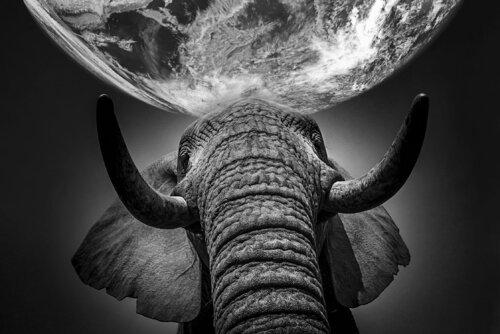 Planetary connection de Alain Ernoult, Fotografía a la venta en Singulart