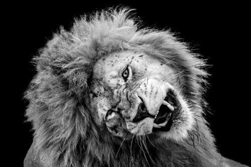 Protective attention de Alain Ernoult, Fotografía a la venta en Singulart