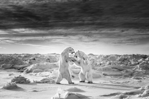 Protective attention de Alain Ernoult, Fotografía a la venta en Singulart