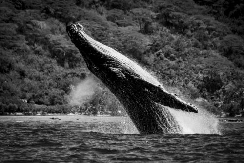 Protective attention de Alain Ernoult, Fotografía a la venta en Singulart