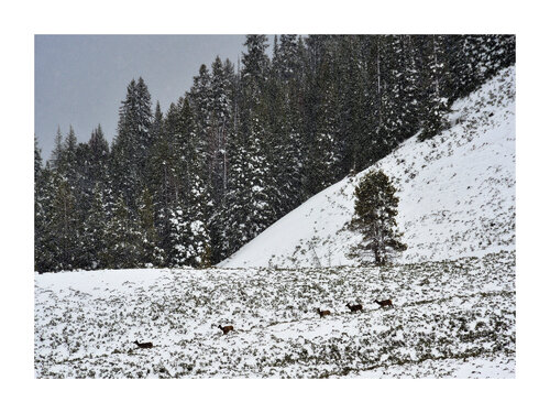 WAPITI YELLOWSTONE NATIONAL PARK ( WYOMING, USA ) de Alain Ernoult, Fotografía a la venta en Singulart