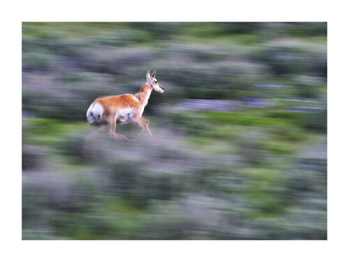 PRONGHORN YELLOWSTONE NATIONAL PARK ( WYOMING, USA ) de Alain Ernoult, Fotografía a la venta en Singulart