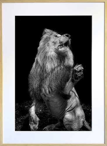 Pleading the animal cause by Alain Ernoult, 写真 for Sale on Singulart
