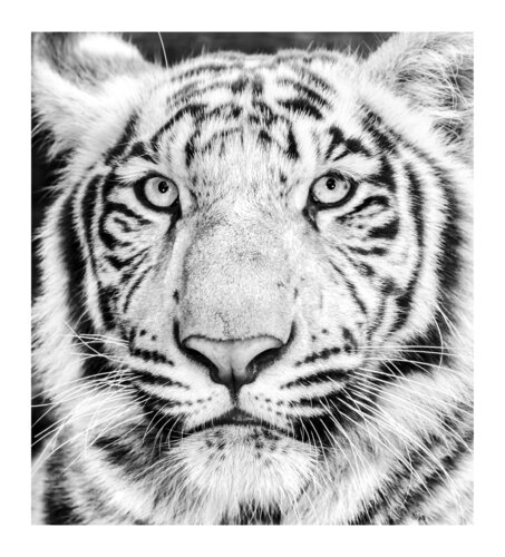 Majestic by Alain Ernoult, Photography for Sale on Singulart