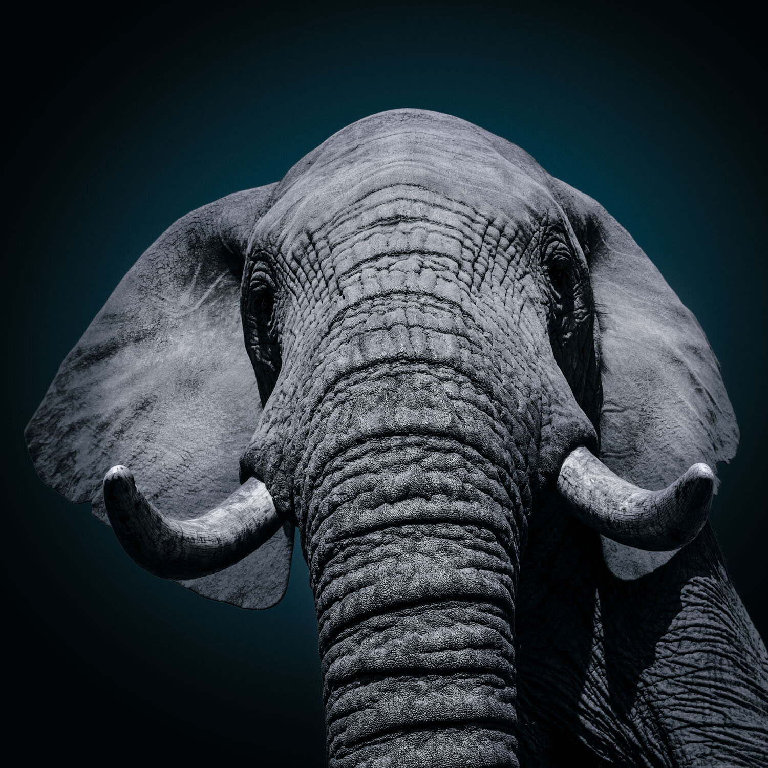 L' AME ANIMAL : Connection Alain Ernoult