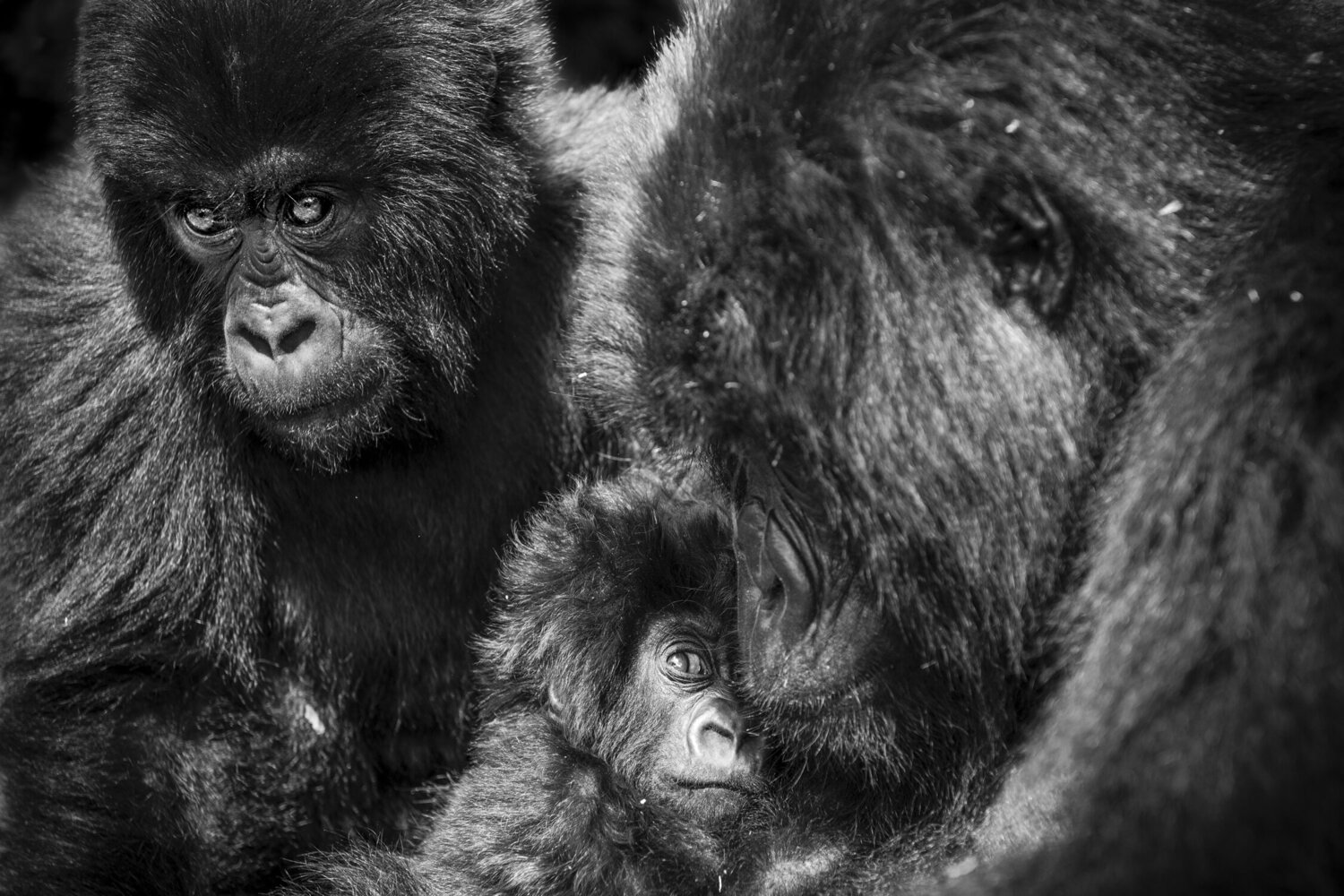 Protective attention Alain Ernoult