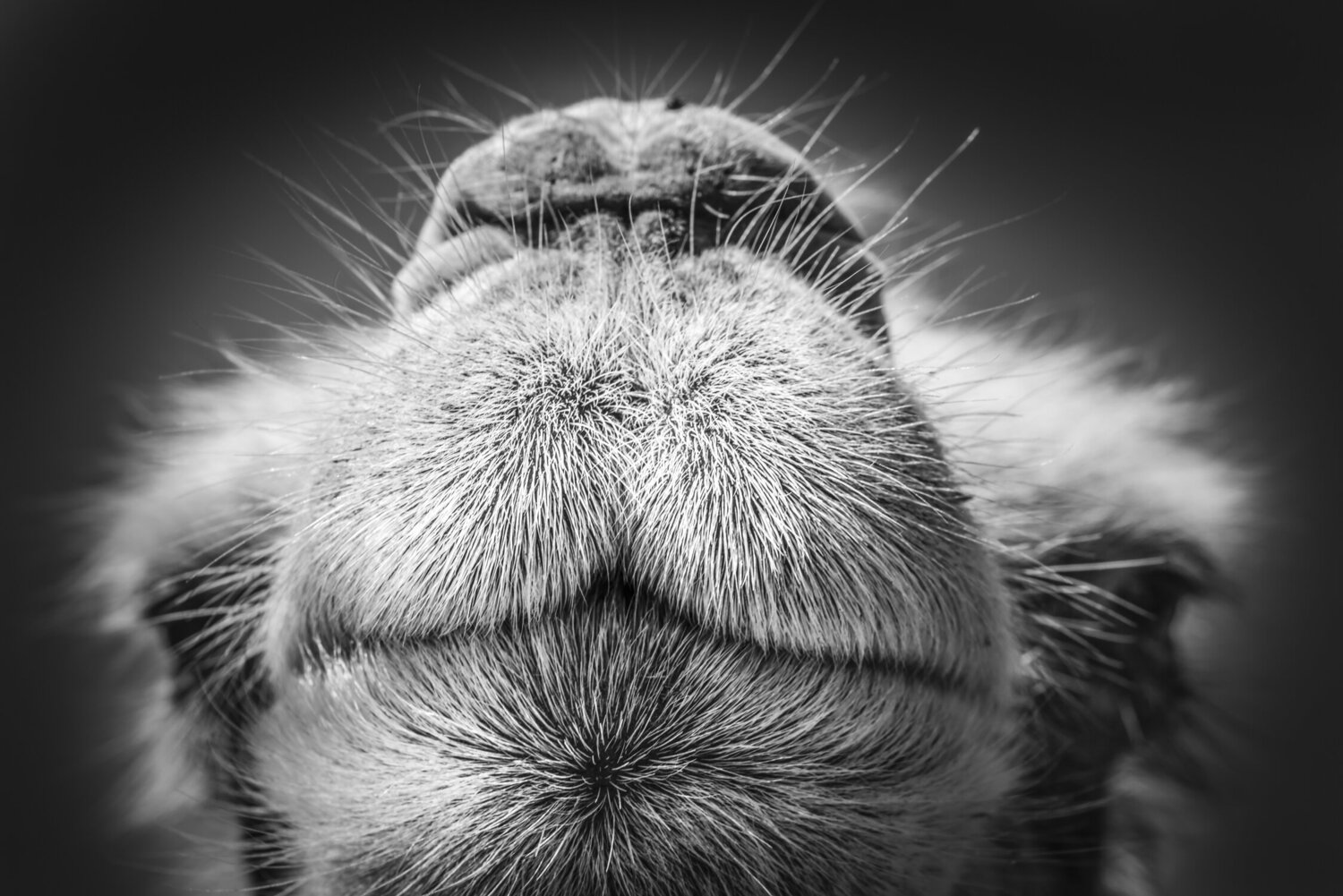 Protective attention Alain Ernoult