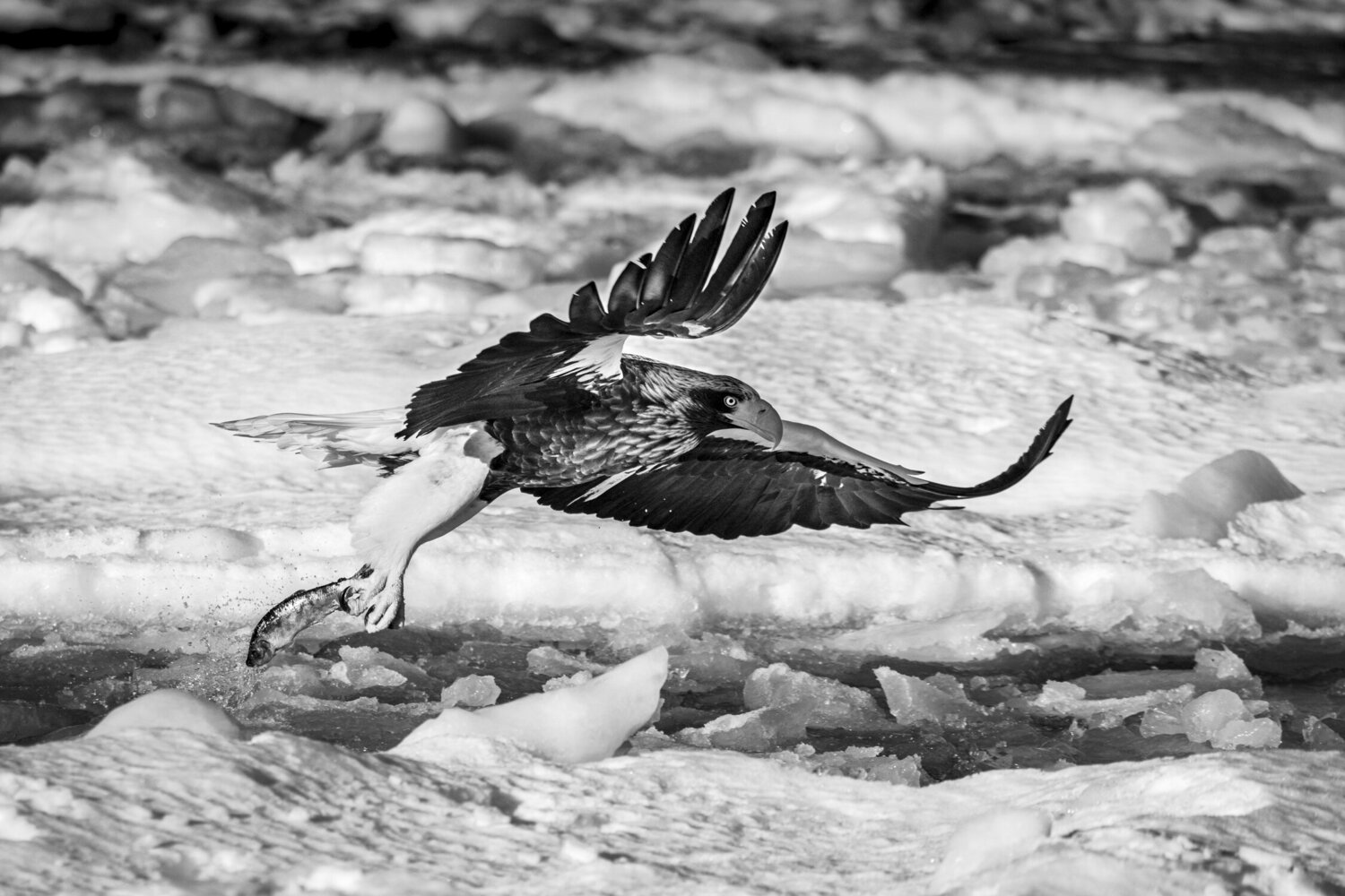 Protective attention Alain Ernoult
