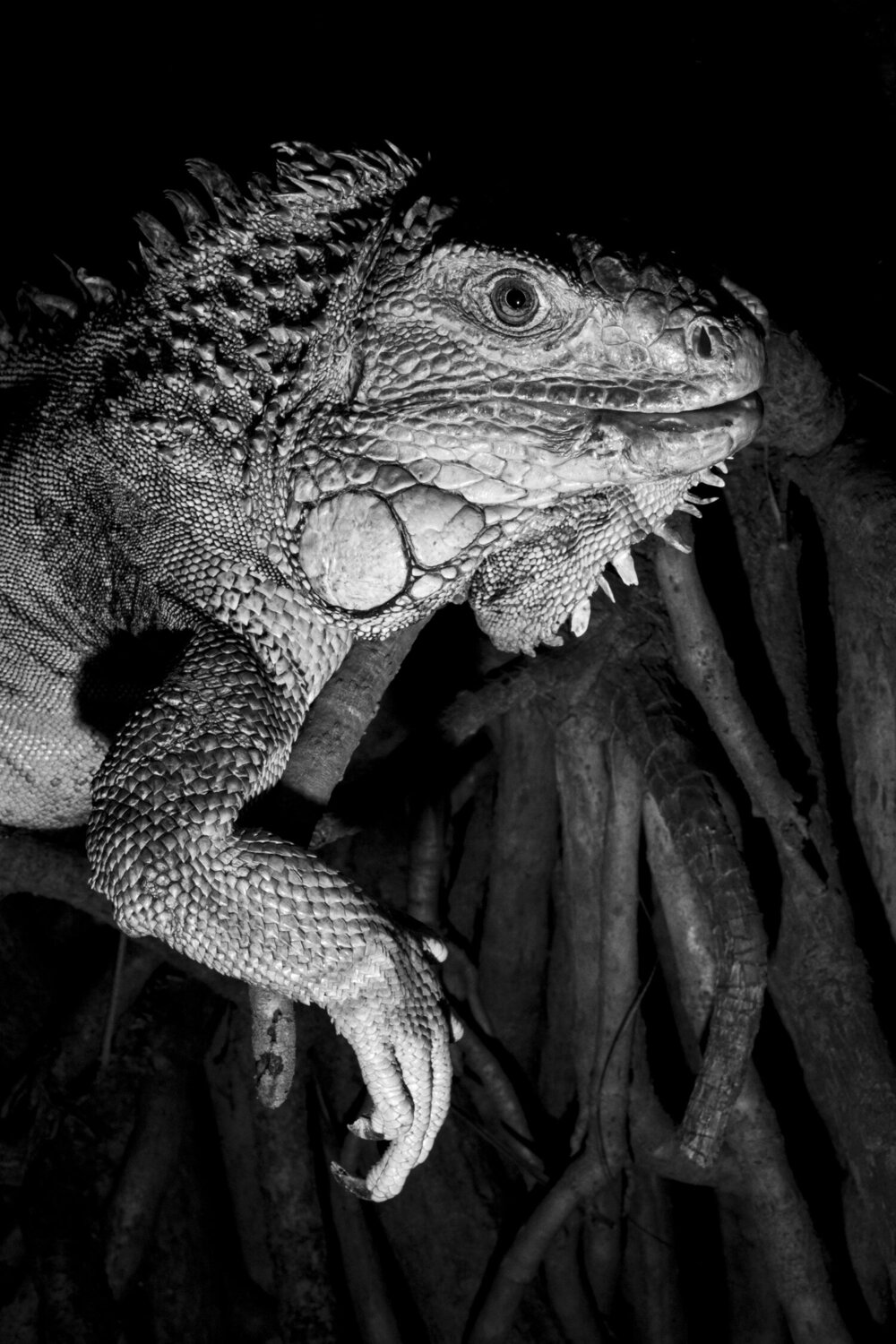 Protective attention Alain Ernoult