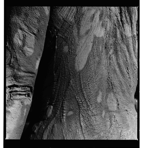 CORPS TELLURIQUE 8 von gilles Arnould, Fotografie kaufen auf Singulart