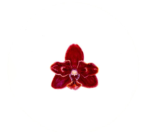 Esmee Orchid van Alisa Vovk, Schilderij te koop op Singulart