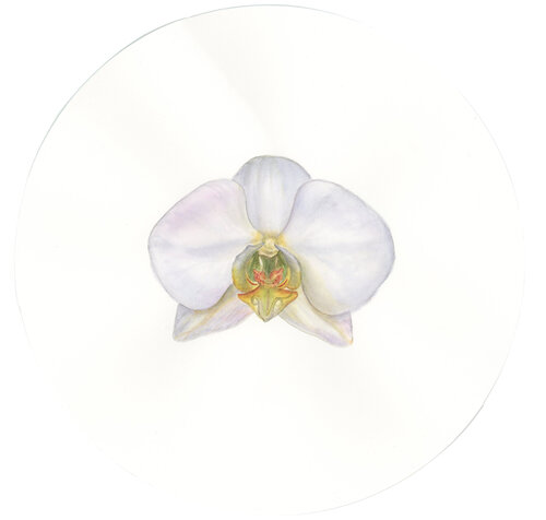 Phalaenopsis Cambridge Orchid di Alisa Vovk, Pittura in vendita su Singulart