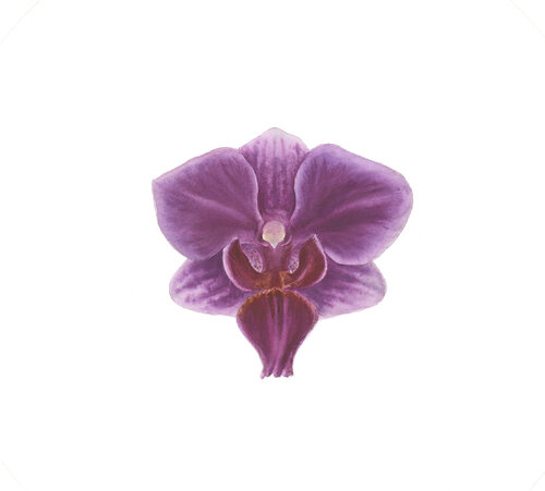 Multiflora Nikki Orchid Alisa Vovk